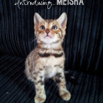 Say Hello:  Introducing our new Bengal Kitten…