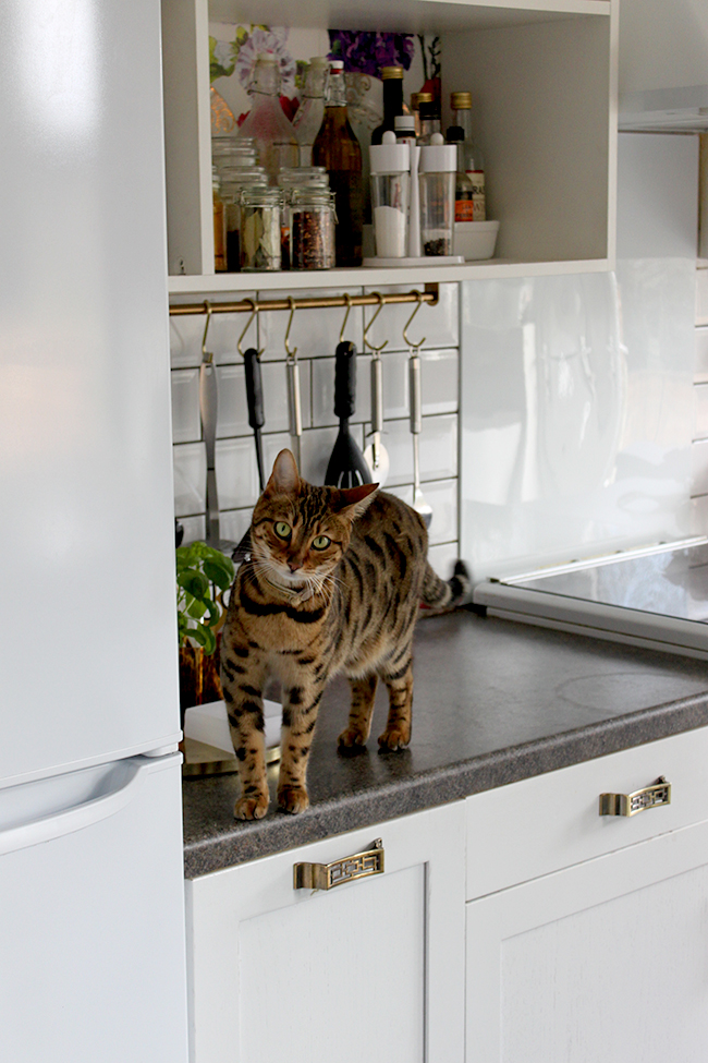 bengal cat in kitchen