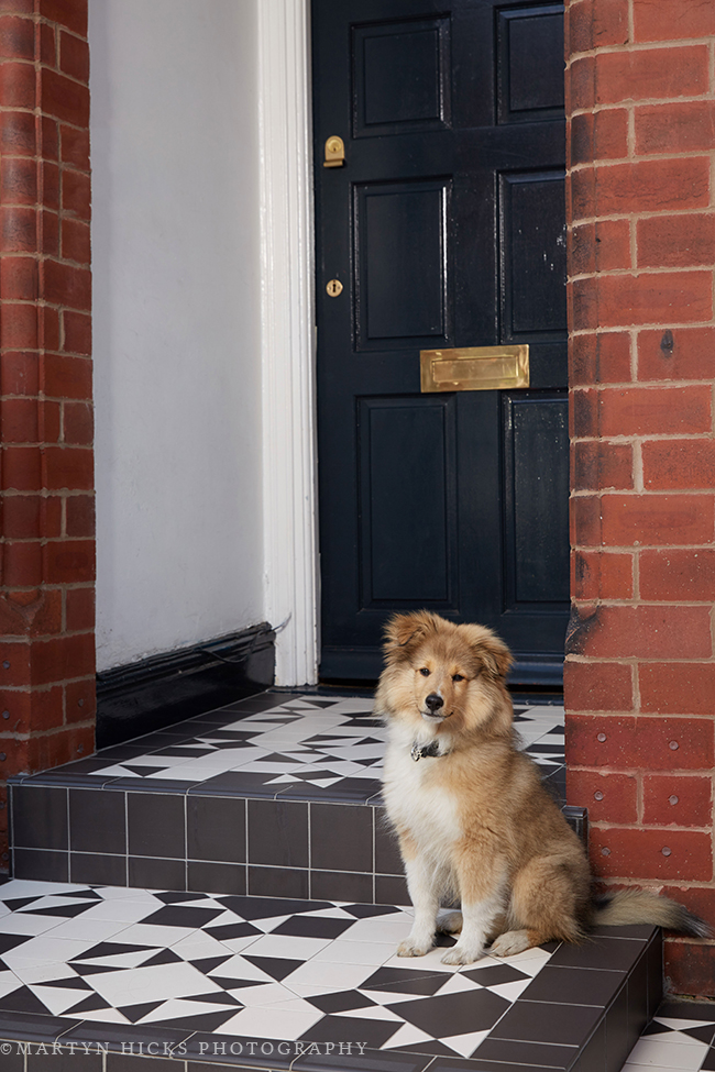 Swoon Worthy - Quito Sheltie -Martyn Hicks shoot 3