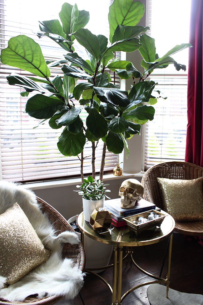 Fiddle Leaf Fig Swoon Worthy 18 months later