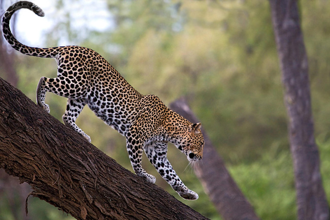 African Leopard, Samburu National Reserve, Kenya