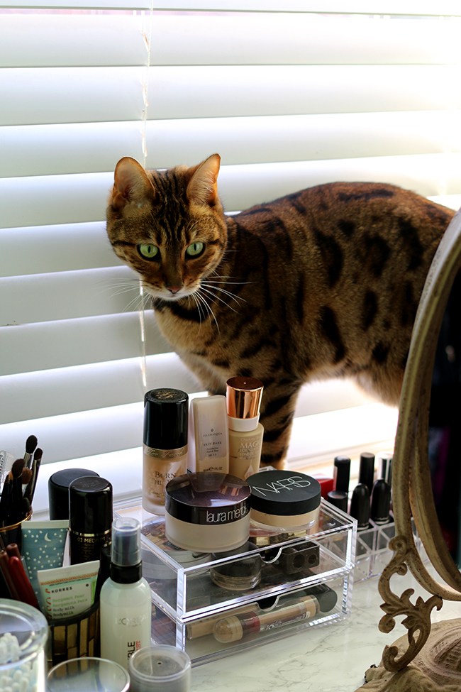 Swoon Worthy - Dressing Room Tour - Meisha bengal cat with makeup display vanity