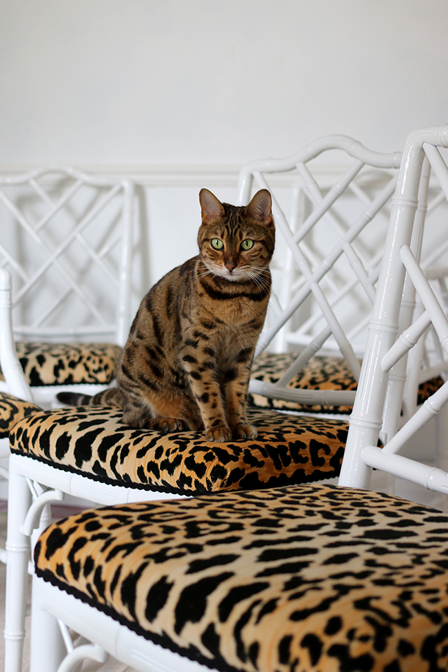 Bengal cat on leopard print jamil natural fabric faux bamboo chippendale chairs - see more at www.swoonworthy.co.uk