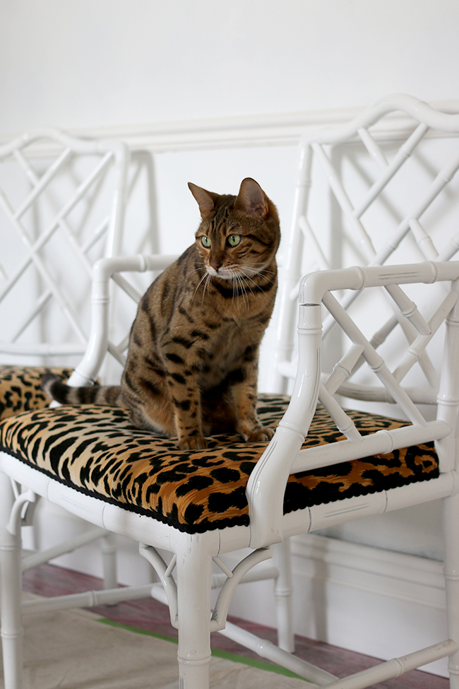 Bengal cat on leopard print jamil natural fabric faux bamboo chippendale chairs - see more at www.swoonworthy.co.uk