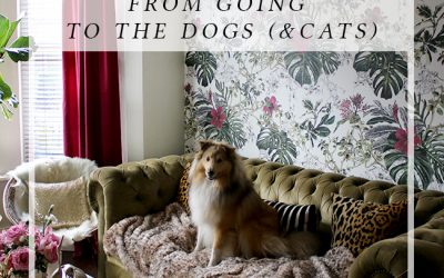 9 Things I Learned to Keep My Home From Going to the Dogs*