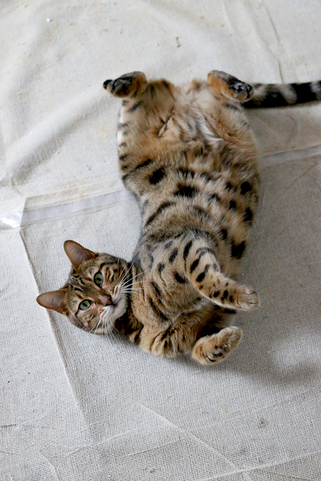 Bengal Cat Meisha - Living with Pets