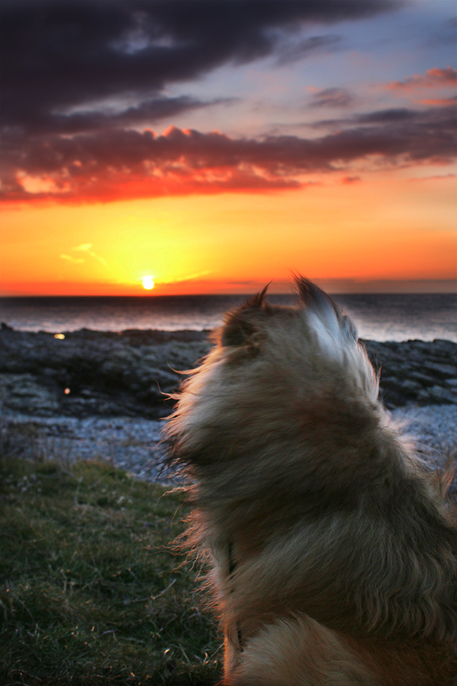 Cemlyn Bay, Anglesey, Wales - sheltie dog watching sunset