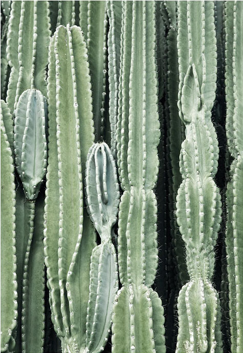 Desenio Art Print Cactus 21x30