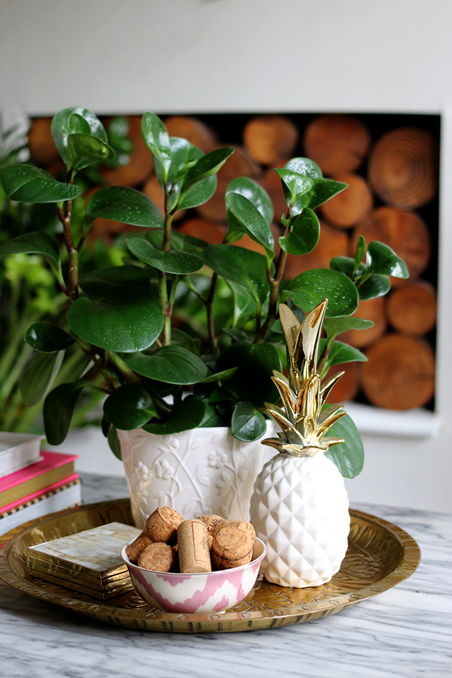 How to Style with Plants: Using Plants within a Vignette