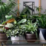How to Style Your Home with Plants