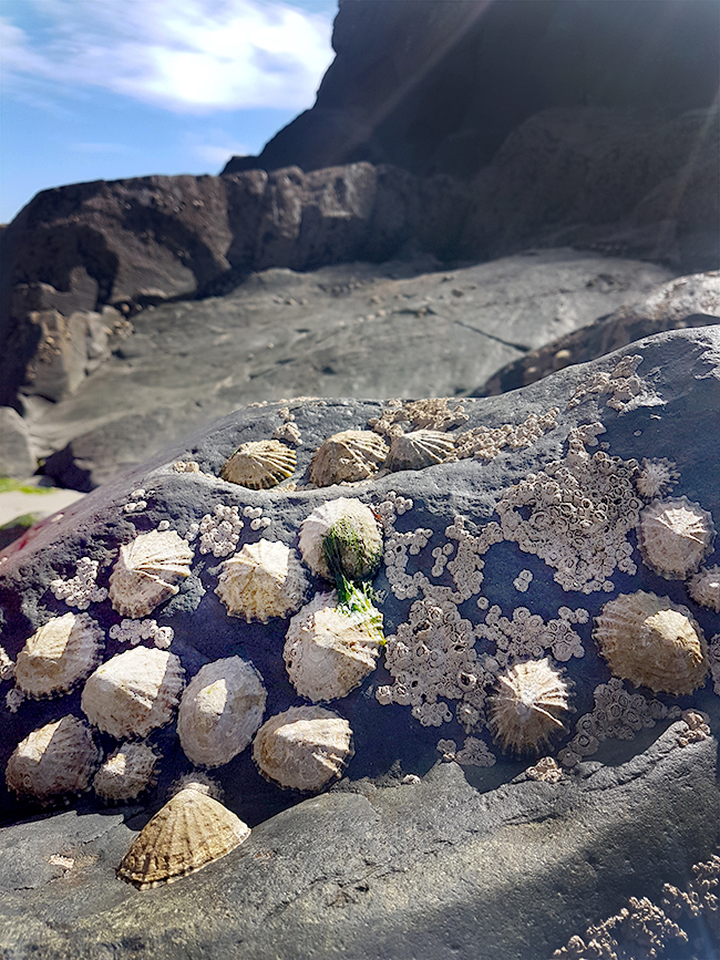 sea shells stuck to rocks