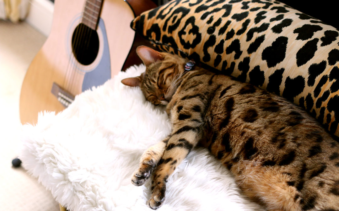 Pet Bed Roundup: 18 Cute Beds You Won’t Mind Leaving Out
