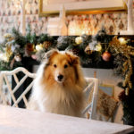 12 Ways to Prepare Your Dog for Christmas