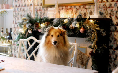 12 Ways to Prepare Your Dog for Christmas