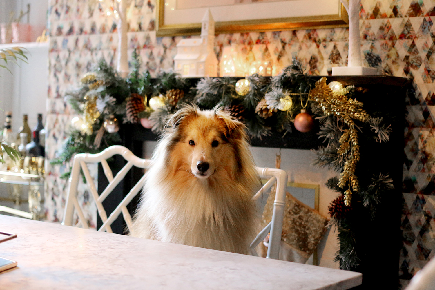 12 Ways to Prepare Your Dog for Christmas Swoon Worthy