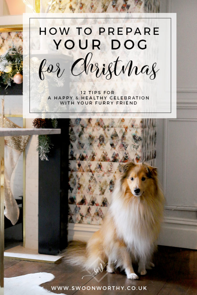12 Ways to Prepare Your Dog for Christmas Swoon Worthy