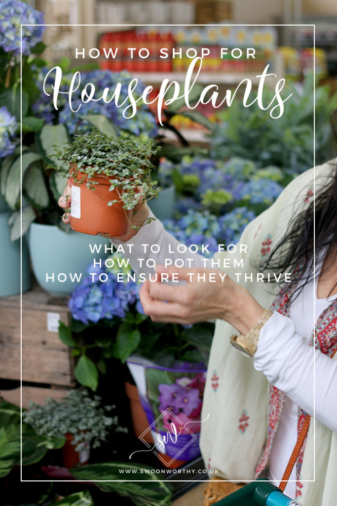 How to Shop for Houseplants Swoon Worthy