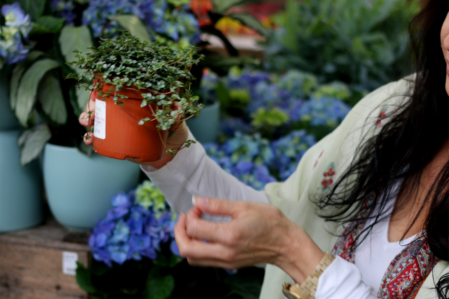 How to Shop for Houseplants Swoon Worthy