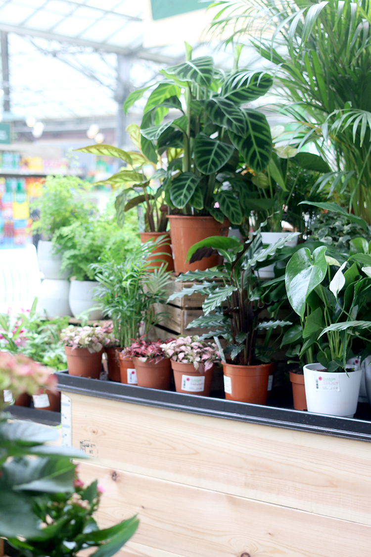 How to Shop for Houseplants