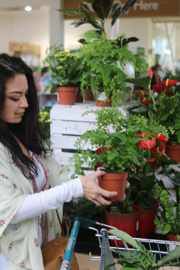 How to Shop for Houseplants Swoon Worthy