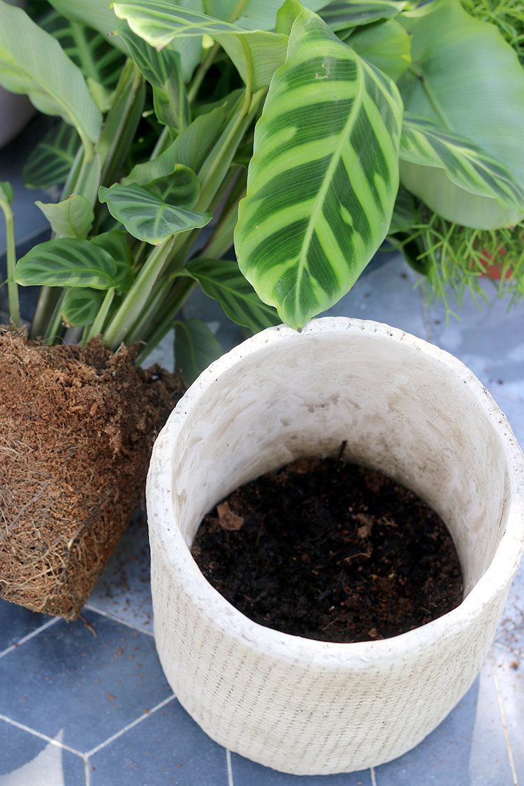 How to Pot Houseplants using layers of grit