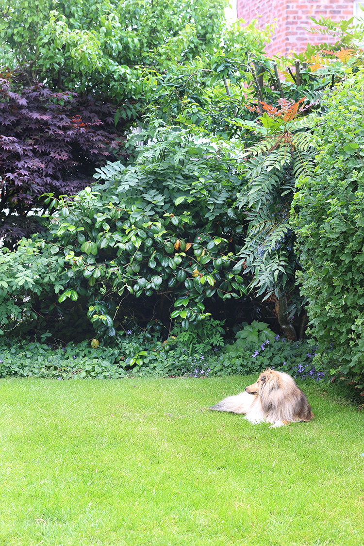 Sheltie dog on lawn