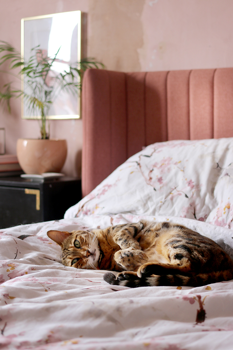 bengal cat on pink bed