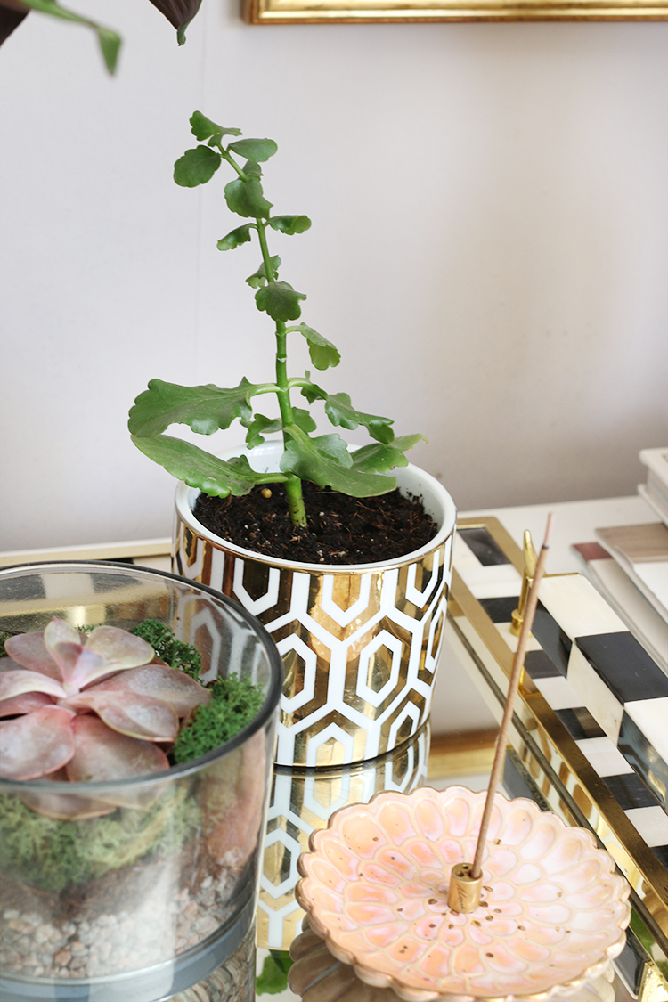 Using old candles as plant pots