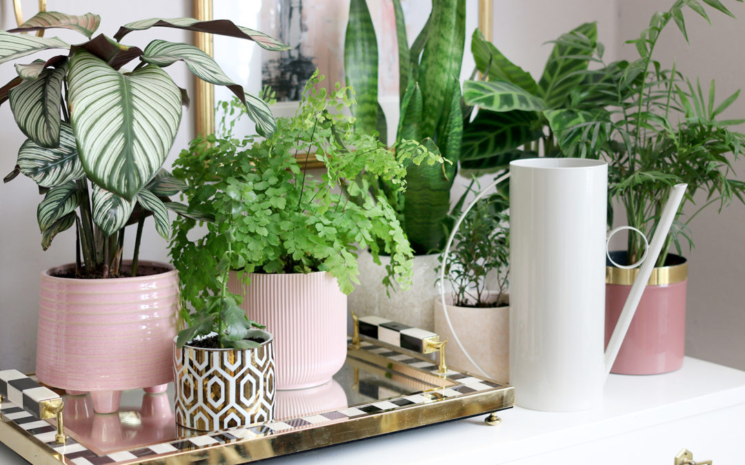 15 of the Best Indoor Watering Cans