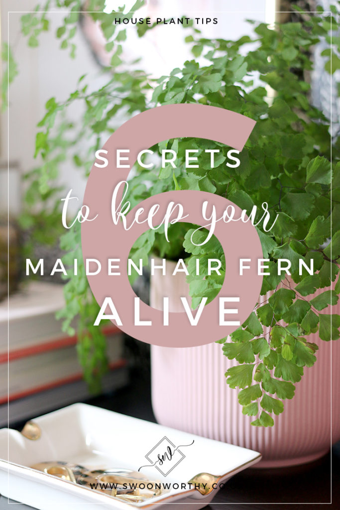 6 Secrets to Keeping Your Maidenhair Fern Alive Swoon Worthy