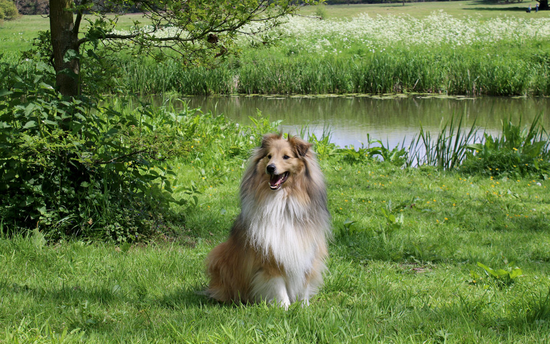My Outdoor Adventure (by Quito the Sheltie)
