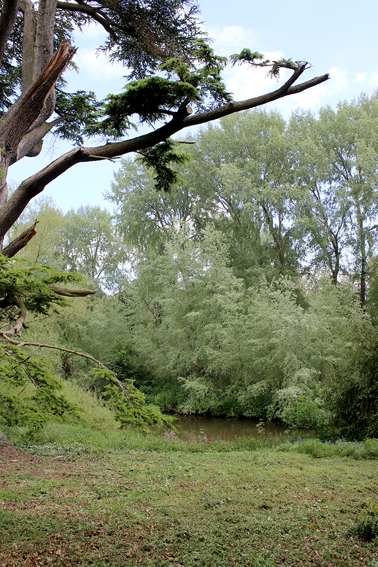 Forested area of Attingham Park Shropshire