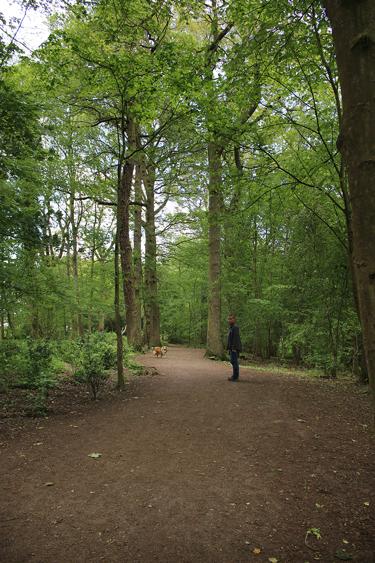 Walking through Attingham Park in Shropshire