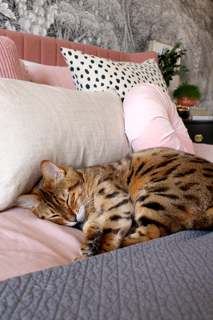 Bengal cat on pink bedding