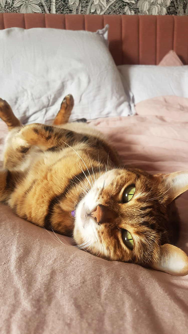 Bengal cat on bed