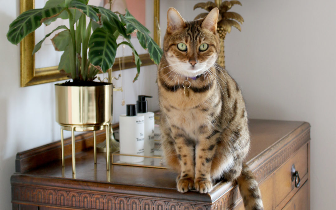 Cat Quirks: What Meisha has taught me about living with a Bengal