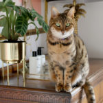 Cat Quirks: What Meisha has taught me about living with a Bengal