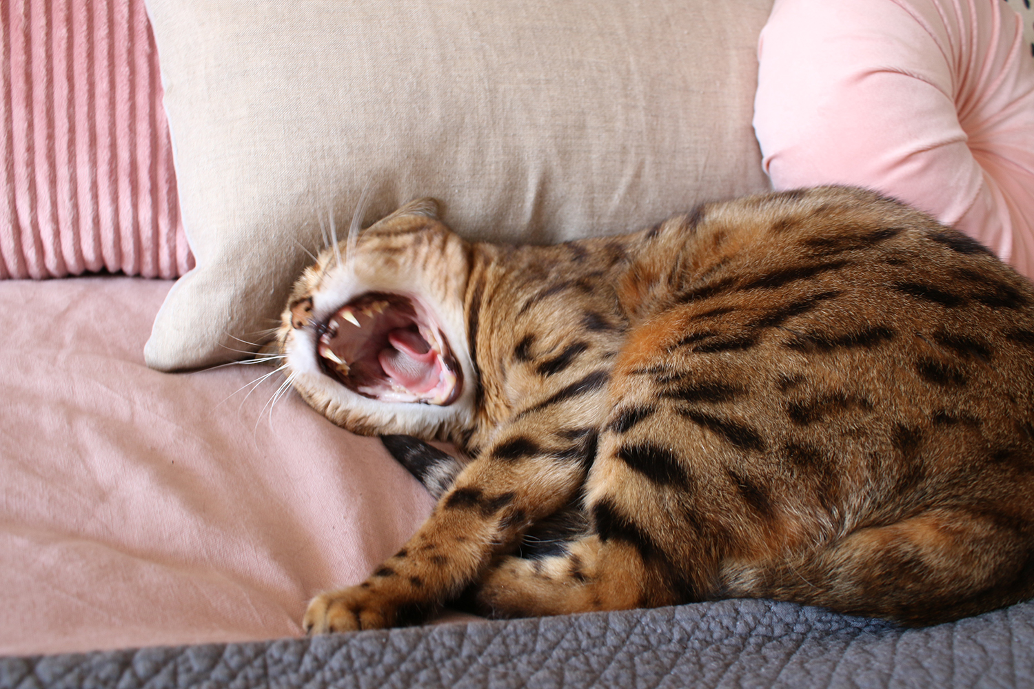 Bengal cat yawning