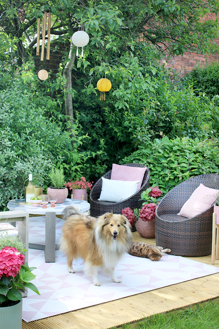 garden patio with cat and dog playing