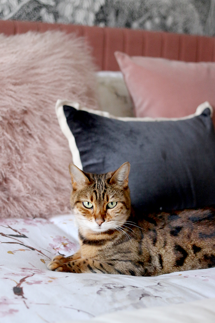 Bengal with green eyes on pink bed