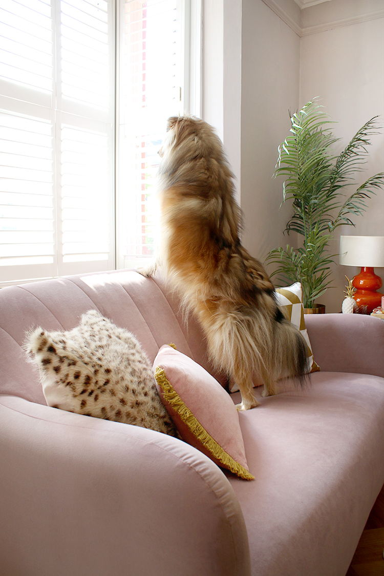 Pink velvet sofa with Sheltie dog standing up on it looking towards camera